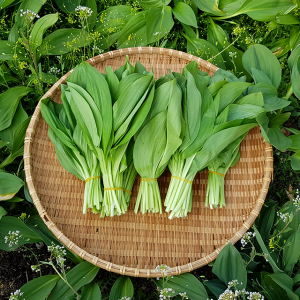 통골농원,[통골농원]명이나물 1kg 2kg (산속 밭에서 자라는 명이나물 (산마늘) 수확 시작  더 부드럽고 향진한 잎명이 발송 합니다)