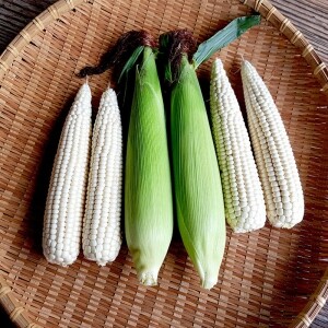 통골농원,(예약판매)  인제 통골농원  미백 찰옥수수 무료배송